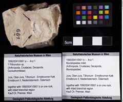 Foto (Objket + Etiketten) von Munidopsidae indet. 